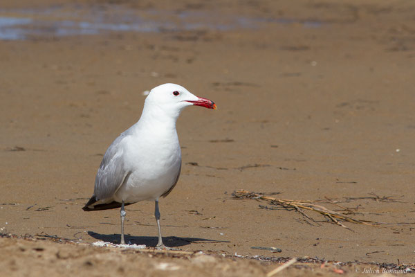Goéland d'Audouin — Ichthyaetus audouinii (Payraudeau, 1826), (Parc Naturel du Delta de l'Ebre (Catalogne), Espagne, le 06/06/2022)
