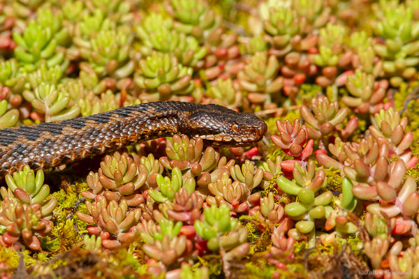 Vipère aspic de Zinniker – Vipera aspis zinnikeri (Kramer, 1958), (Borce (64), France, le 28/05/2024)