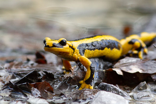 Salamandre tachetée — Salamandra salamandra fastuosa (Schreiber, 1912), (adulte) (Station de ski de La Pierre Saint-Martin, Arette (64), France, le 05/05/2023)