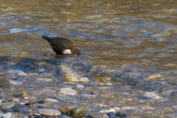 Cincle plongeur — Cinclus cinclus (Linnaeus, 1758), (gave de Pau, Agos-vidalos (65), France, le 27/02/2018)