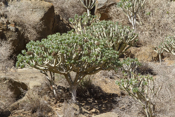 Kleinia neriifolia Haw. (1812), (Betancuria, Fuerteventura, (Iles Canaries, Espagne), le 17/02/2022)