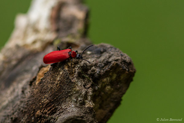 Cardinal à tête noire — Pyrochroa coccinea (Linnaeus, 1761), (lac d'Ayous, Laruns (64), France, le 13/07/2019)