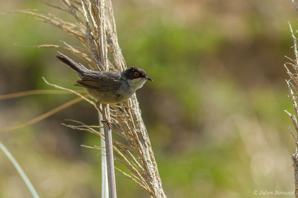 Fauvette mélanocéphale — Sylvia melanocephala (Gmelin, JF, 1789), (mâle adulte) (Bidart (64), France, le 22/05/2019)