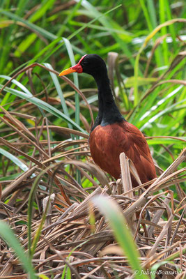 Jacana noir — Jacana jacana (Linnaeus, 1766), (adulte), (Réserve naturelle nationale des marais de Kaw-Roura, Guyane, le 24/01/2016)