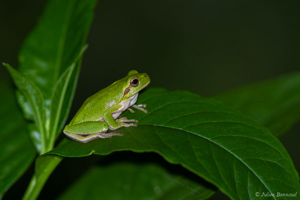 Rainette sarde — Hyla sarda (Betta, 1857)