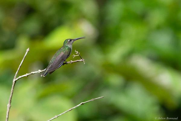Campyloptère à ventre gris — Campylopterus largipennis (Boddaert, 1783)