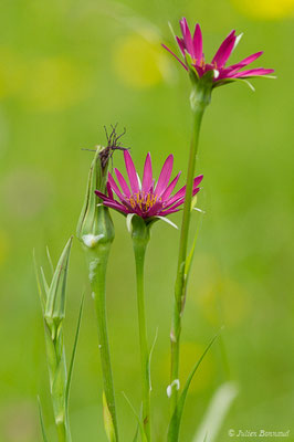 Salsifis à feuilles de poireau — Tragopogon porrifolius L., 1753, (Braud-et-Saint-Louis (33), France, le 09/05/2019)