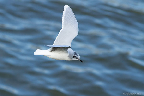 Mouette pygmée — Hydrocoloeus minutus (Pallas, 1776), (Capbreton (40), France, le 02/12/2022)