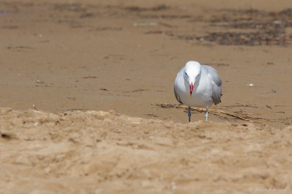 Goéland d'Audouin — Ichthyaetus audouinii (Payraudeau, 1826), (Parc Naturel du Delta de l'Ebre (Catalogne), Espagne, le 06/06/2022)
