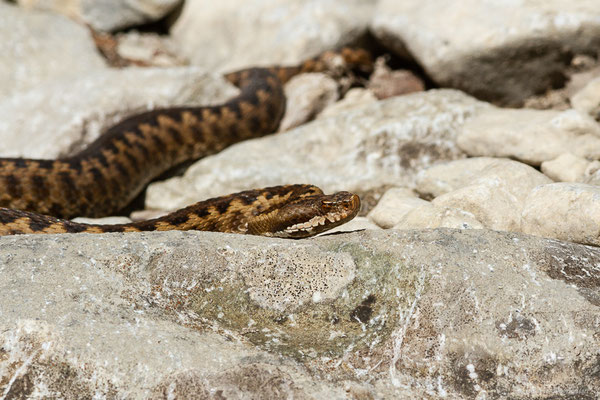 Vipère aspic de Zinniker – Vipera aspis zinnikeri (Kramer, 1958), (Urdos (64), France, le 07/05/2022)