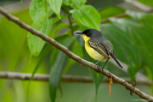 Todirostre familier — Todirostrum cinereum (Linnaeus, 1766)