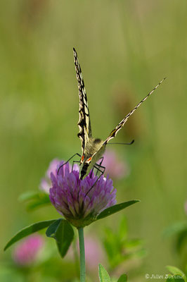 Machaon — Papilio machaon Linnaeus, 1758, (Jurançon (64), France, le 25/06/2019)