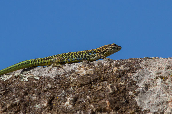 Lézard tyrrhénien — Podarcis tiliguerta (Gmelin, 1789), (Sartène (2A), France, le 06/09/2019)