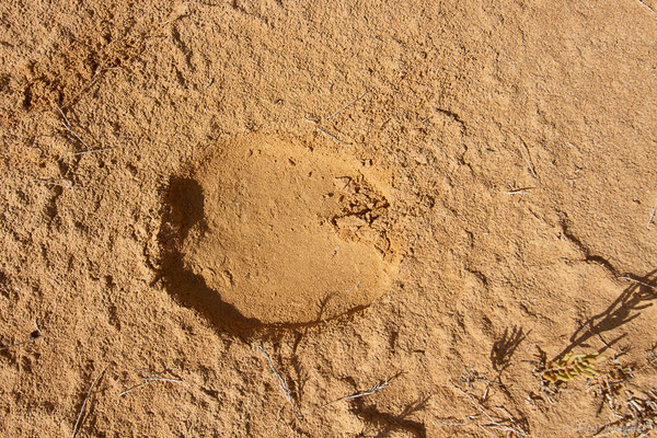 Dromadaire — Camelus dromedarius Linnaeus, 1758, (Tarfaya (Laâyoune-Sakia El Hamra), Maroc, le 31/11/2023)