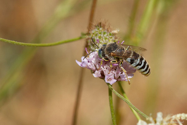 Bembex à rostre – Bembix rostrata (Linnaeus, 1758), (Castille-et-León, Espagne, le 04/07/2022)