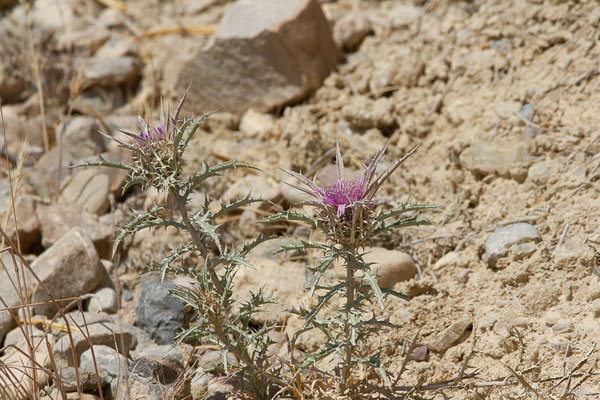 Atractyle humble — Atractylis humilis L., 1753, (Bardenas Real, Arguedas (Aragon), Espagne, le 02/07/2022)