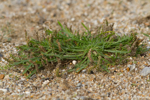 Plantain Corne-de-cerf — Plantago coronopus L., 1753, (Bidart (64), France, le 09/11/2018)