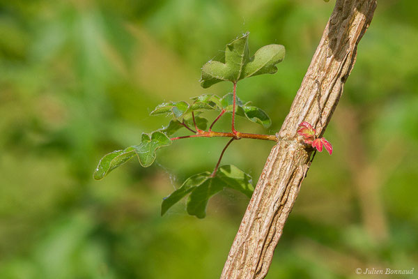 Érable champêtre — Acer campestre L., 1753, (Parbayse (64), France, le 07/05/2020)