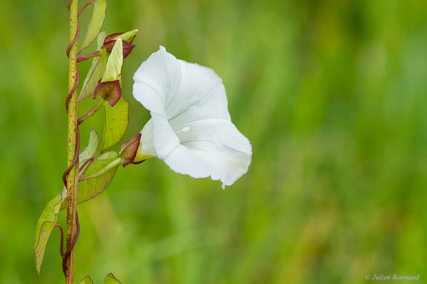 Liseron des haies — Convolvulus sepium L., 1753