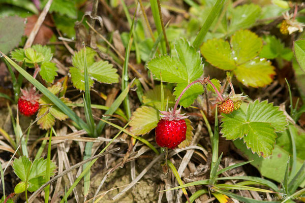 Fraisier sauvage, Fraisier des bois — Fragaria vesca L., 1753, (Guiche (64), France, le 07/05/2021)