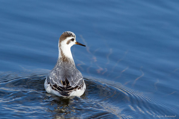 Phalarope à bec large — Phalaropus fulicarius (Linnaeus, 1758), (Capbreton (40), France, le 02/12/2022)