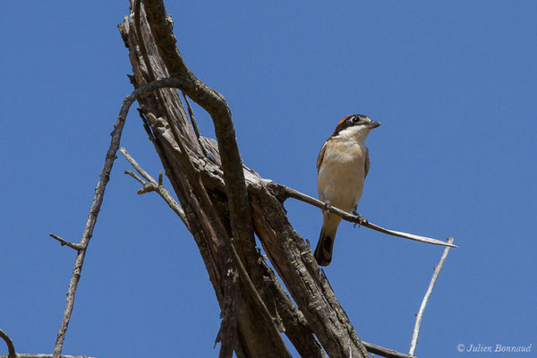 Pie-grièche à tête rousse — Lanius senator Linnaeus, 1758, (Parc national de Doñana, El Rocio (Andalousie), le 06/08/2020)