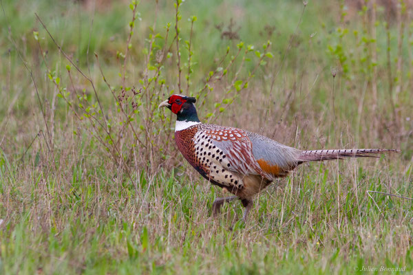 Faisan de Colchide — Phasianus colchicus Linnaeus, 1758, (mâle adulte), (Pardies (64), France, le 19/04/2025)