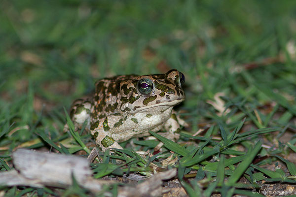 Crapaud vert des Baléares — Bufotes viridis balearicus (Boettger, 1880), (Bonifacio (2A), France, le 01/09/2019)