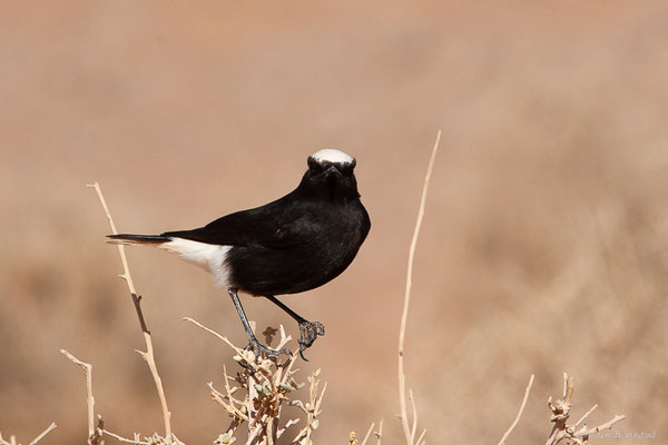 Traquet à tête blanche — Oenanthe leucopyga (Brehm, 1855), (Msseyed (Guelmim-Oued Noun), Maroc, le 29/01/2024)