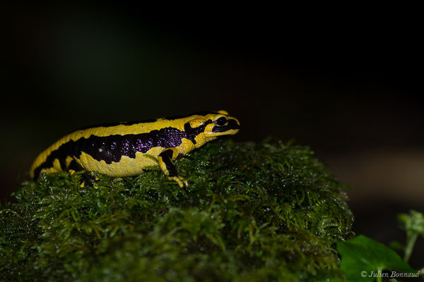 Salamandre tachetée — Salamandra salamandra fastuosa (Schreiber, 1912), (adulte) (Accous (64), France, le 10/04/2019)