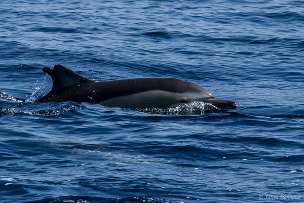 Dauphin commun, Dauphin commun à bec court ou Dauphin commun à bec long – Delphinus delphis Linnaeus, 1758, (Détroit de Gibraltar, Tarifa, Andalousie (Espagne), le 04/08/2020)