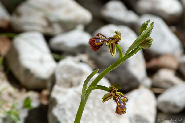 Ophrys miroir — Ophrys speculum Link, 1799, (Etsaut (64), France, le 12/04/2024)