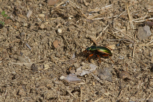 Carabe doré (Carabus auratus) (Pihourc, Saint-Godens (31), France, le 16/05/2019)