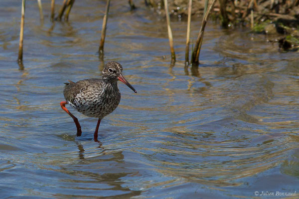 Chevalier gambette — Tringa totanus (Linnaeus, 1758), (réserve ornithologique du Teich (33), France, le 23/05/2021)