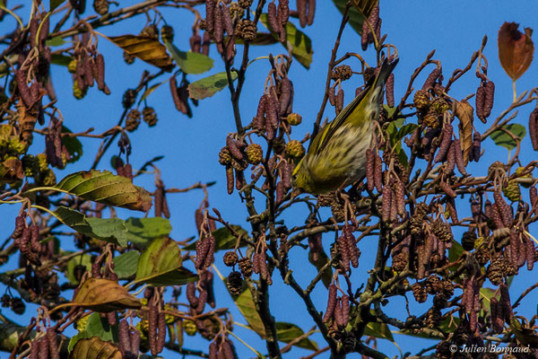 Tarin des aulnes — Spinus spinus (Linnaeus, 1758), (Pontivy (56), France, le 08/11/2017)
