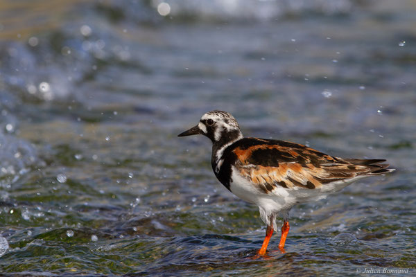 Tournepierre à collier — Arenaria interpres (Linnaeus, 1758), (Anglet (64), France, le 10/08/2024)