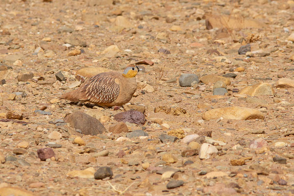 Ganga couronné — Pterocles coronatus Lichtenstein, 1823, (Parc national d'Iriqui (Souss-Massa-Draâ, Guelmim-Es Semara), Maroc, le 12/02/2023)