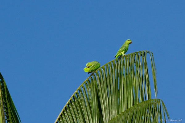 Caïque à queue courte — Graydidascalus brachyurus (Kuhl, 1820), (Embouchure de l'Approuague, Régina, Guyane, le 11/09/2017)