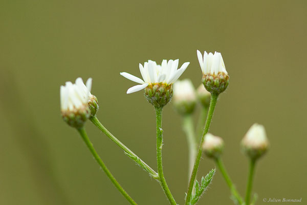 Chrysanthème en corymbe — Tanacetum corymbosum (L.) Sch.Bip., 1844, (Etsaut (64), France, le 31/05/2022)