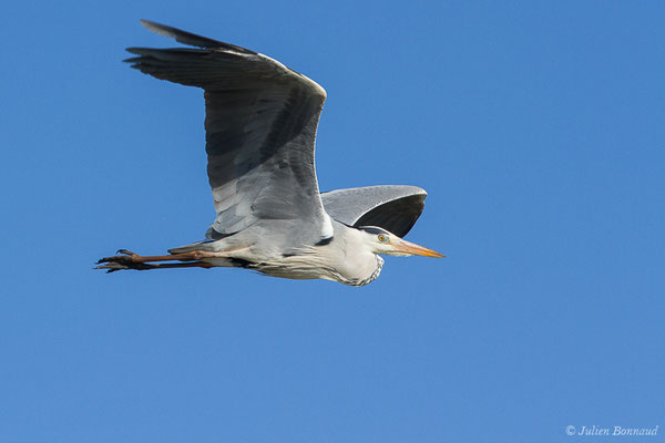 Héron cendré — Ardea cinerea Linnaeus, 1758, (Parc ornithologique de Pont de Gau (13), France, le 20/02/2020)