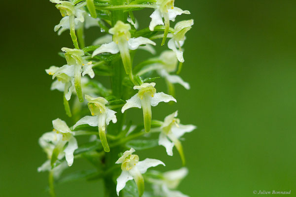 Platanthère à fleurs verdâtres — Platanthera chlorantha (Custer) Rchb., 1828