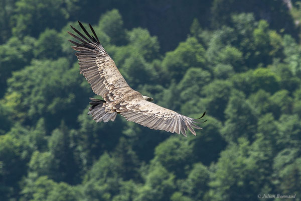 Vautour fauve — Gyps fulvus (Hablizl, 1783), (station de ski de Gourette, Eaux-Bonnes (64), France, le 27/05/2022)