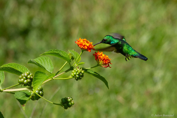 Émeraude orvert — Chlorostilbon mellisugus (Linnaeus, 1758), (Rémire-Montjoly, Guyane, le 19/07/2016)