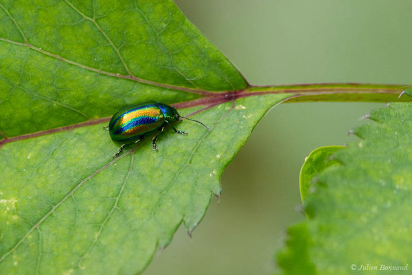 Oreina gloriosa (Fabricius, 1782), (Oloron-Sainte-Marie (64), France, le 26/05/2021)