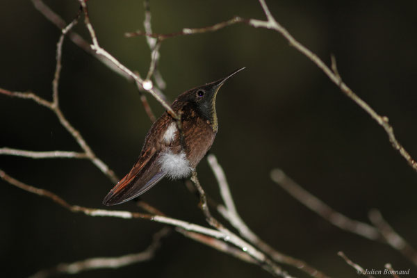 Colibri rubis-topaze — Chrysolampis mosquitus (Linnaeus, 1758)