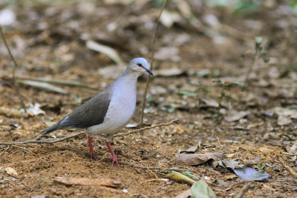 Colombe à front gris — Leptotila rufaxilla (Richard & Bernard, 1792)