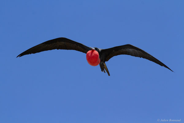 Frégate superbe — Fregata magnificens Mathews, 1914