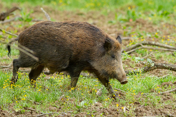 Sanglier — Sus scrofa Linnaeus, 1758, (La Ferme aux Cerfs, Le Houga (32), France, le 10/05/2023)