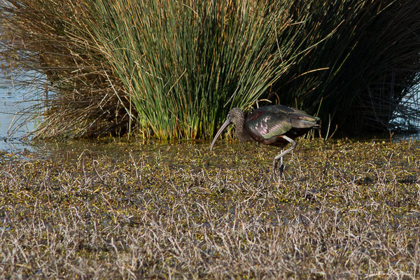 Ibis falcinelle — Plegadis falcinellus (Linnaeus, 1766), (Marais du Vigueirat (13), France, le 18/02/2020)