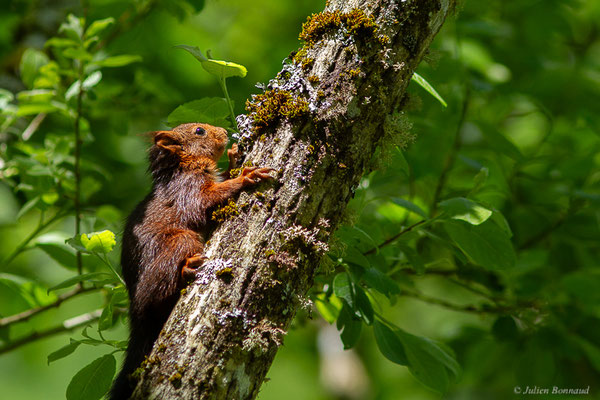Écureuil roux — Sciurus vulgaris Linnaeus, 1758